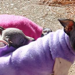 American Hairless Terriers from Sundial Farm