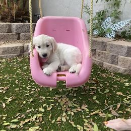 Golden Retriever Puppies from Dani’s Dawgs