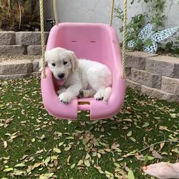 Golden Retriever Puppies from Dani’s Dawgs