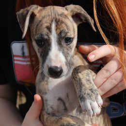 Whippet Puppies from Wise Heart Whippets