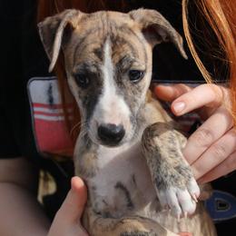 Whippet Puppies from Wise Heart Whippets