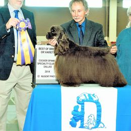CROSBY - Cocker Spaniel