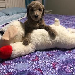 Goldendoodle Puppies from Da Ruba Doodles