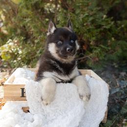 Dusk - Black and white female Siberian Husky puppy in Grayslake, Illinois from Lamon’s Pom & Polar Pups