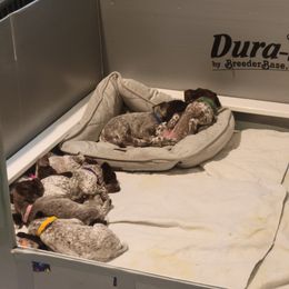 Boy 1 - Liver and white male German Shorthaired Pointer puppy in Capay, California from Siegervale German Shorthaired Pointers