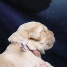 St Mary pink collar - Golden female Golden Retriever puppy in Great Falls, Montana from VS Golden Fields