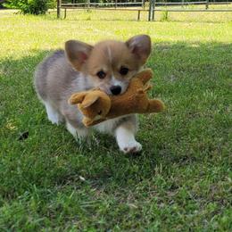Barry - Red male Pembroke Welsh Corgi puppy in Sparta, Tennessee from Poso Creek Corgis