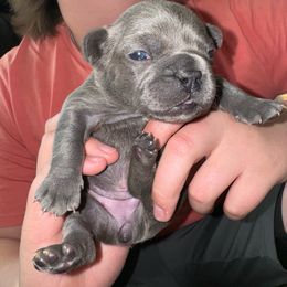 Purple - Blue French Bulldog puppy in Williamston, North Carolina from Beth’s Precious Dachshunds and Frenchies