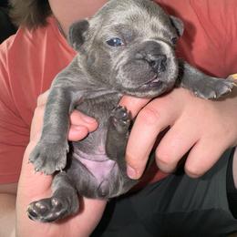 Purple - Blue French Bulldog puppy in Williamston, North Carolina from Beth’s Precious Dachshunds and Frenchies