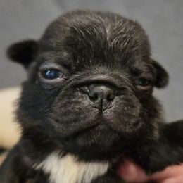 Black Male - Black male Pug puppy in Pinson, Alabama from Circus Pugs & Frenchies