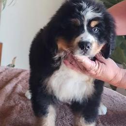 Blue Collar - Tri-color male Bernese Mountain Dog puppy in Earlham, Iowa from Sumbern - Iowa's Bernese Mountain Dogs