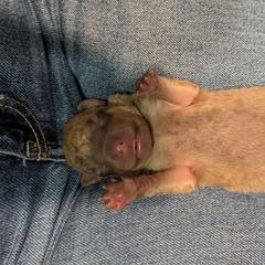 Wayne - Sedge male Chesapeake Bay Retriever puppy in Soap Lake, Washington from Desert Oasis Kennels