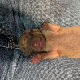 Wayne - Sedge male Chesapeake Bay Retriever puppy in Soap Lake, Washington from Desert Oasis Kennels