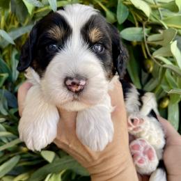 Coco - Tri-color female Bernedoodle puppy in Superior, Arizona from Mountain Bridge Doodles