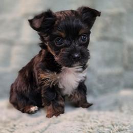 Teddy - Black and tan male Yorkshire Terrier puppy in St. Cloud, Florida from K and E Small Breed Puppies