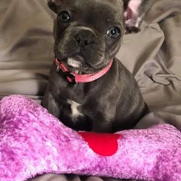 French Bulldog Puppies from Kelly's Fabulous Frenchies