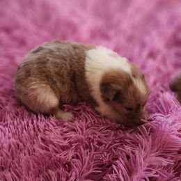 Tipsy - Sable female Collie puppy in Bellflower, California from Prime Star Collies