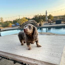 Chanel - Fawn (isabella) and tan female Dachshund puppy in Alvord, Texas from Gift of Gods Favor