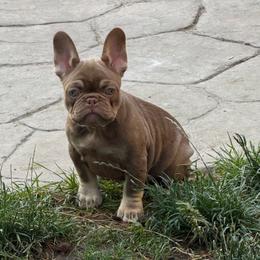 Butterscotch with OFA parents - Tricolors female French Bulldog puppy in Billings, Montana from Yellowstone Frenchies