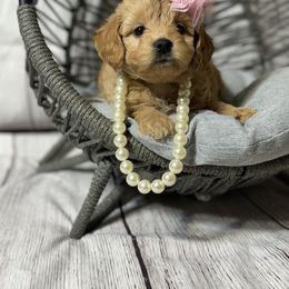 French Bulldog, Goldendoodle, and Golden Retriever Puppies from SoCalFamilyFrenchies, Doodles and more