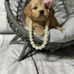 French Bulldog, Goldendoodle, and Golden Retriever Puppies from SoCalFamilyFrenchies, Doodles and more