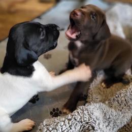 German Shorthaired Pointer Puppies from H LAVA C Pointers