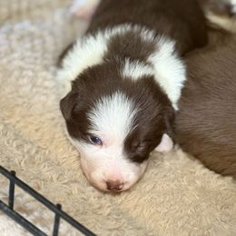 Charlie - White and red female Border Collie puppy in North Lakeport, California from Wild Rose Ranch