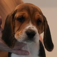 Male 3 - White - Black white and tan male Harrier puppy in Waxhaw, North Carolina from Darkfire Harriers