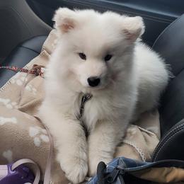 Samoyed Puppies from Limelight Samoyeds