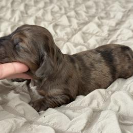 Girl 2 - Dapple female Dachshund puppy in Allenhurst, Georgia from B’s Dapper Dachshunds
