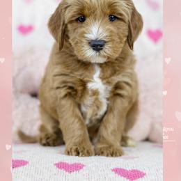 True - Red male Australian Labradoodle puppy in Redding, California from Shasta Royal Monroe Puppies