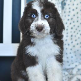 Taffy - Red tri-color female Aussiedoodle puppy in Delta, Colorado from PTK Ranch