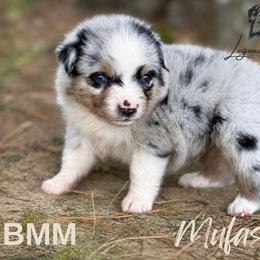 Mufasa - Blue merle male Miniature American Shepherd puppy in Leitchfield, Kentucky from Legendmaker MAS