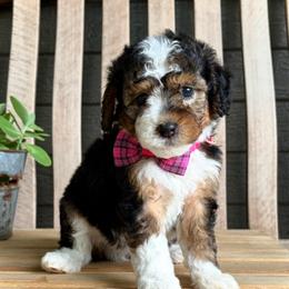 Rocket - Tri-color male Bernedoodle puppy in Runaway Bay, Texas from Green Ranch Doodles