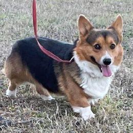 Pembroke Welsh Corgis from Schmitz Farms