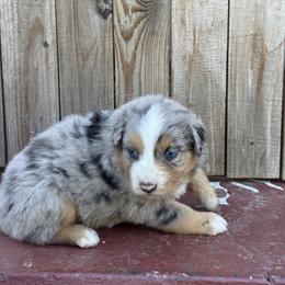 Girl 3 - Blue merle female Australian Shepherd puppy in Chino, California from RanchLand Aussies HC