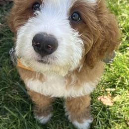 Bernedoodles from The Berne Barn