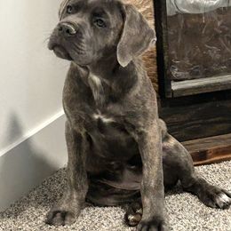 Girl 1 - Gray brindle female Cane Corso puppy in Tremonton, Utah from Westland Kennels