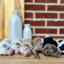 Goldendoodle and Poodle Puppies from SnickerDoodlePups