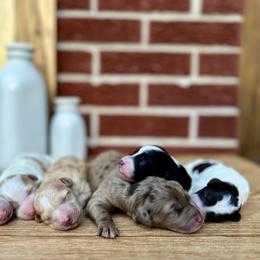 Goldendoodle and Poodle Puppies from SnickerDoodlePups