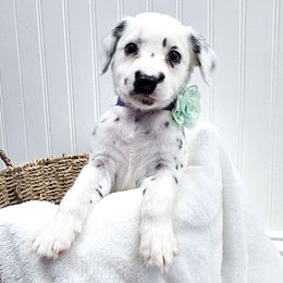 Light Saber - White and black female Dalmatian puppy in Gray, Georgia from Fuller Spots