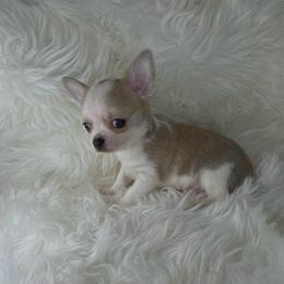 Smooth Coat Boy - Sable spotted white male Chihuahua puppy in Fargo, North Dakota from Wild Prairie Chihuahuas
