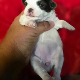 Cosmic - White female Chihuahua puppy in Amity, Pennsylvania from Baxters Chihuahuas