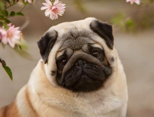 Chloe — Pug Dam