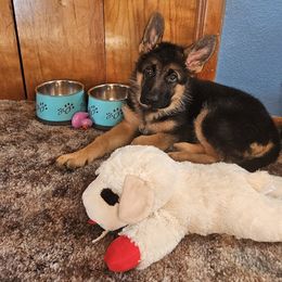 German Shepherd Puppies from Ewig Krieger Kennels