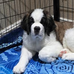 Saint Bernard Puppies from Sierra Nevada Saints