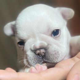 French Bulldogs from Frenchie Babies