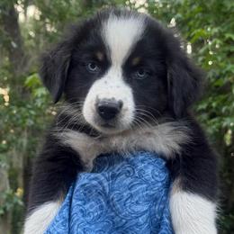 Sophia - reserved - Black tri-color female Australian Shepherd puppy in Plant City, Florida from G2K9’s