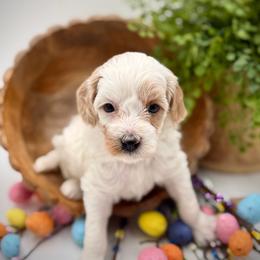 Pink collared female - White female Havapoo puppy in Marshallville, Ohio from Grassy Meadow Pups