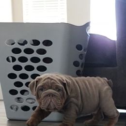 Bulldog Puppies from Velvet-Line-Bulldogs